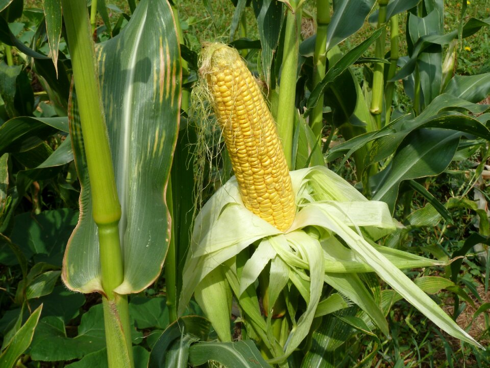 Food harvest sweet corn