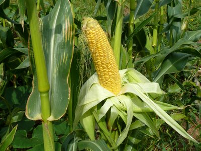 Food harvest sweet corn