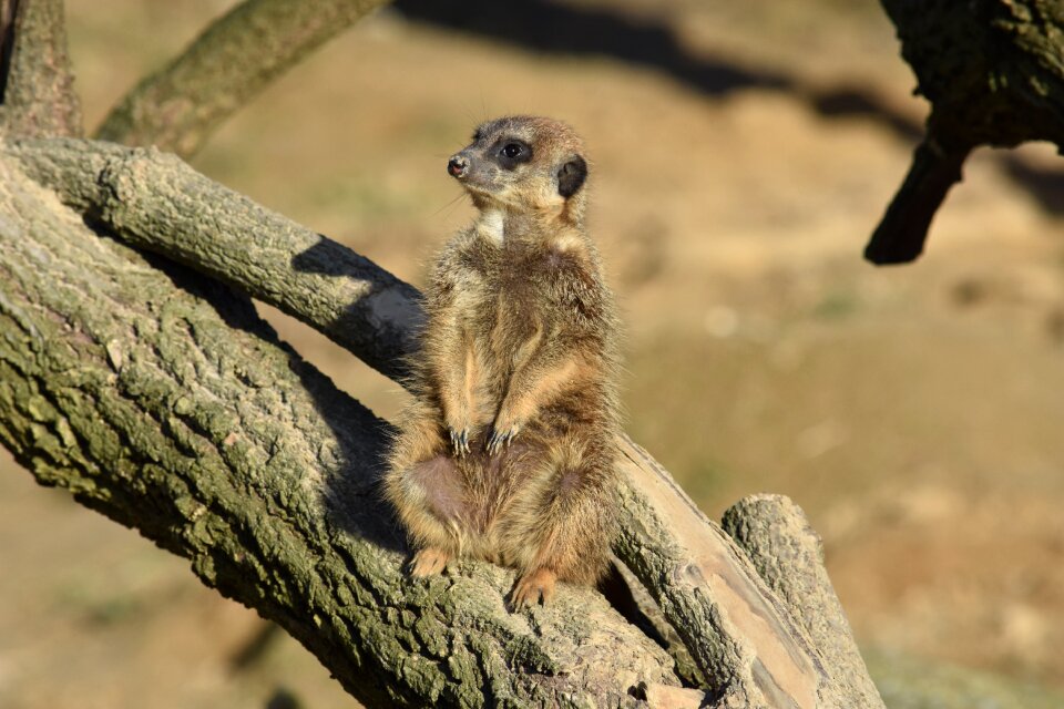 Mammal curious vigilant