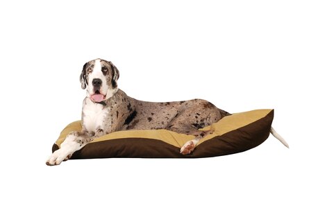 Great dane animal german breed