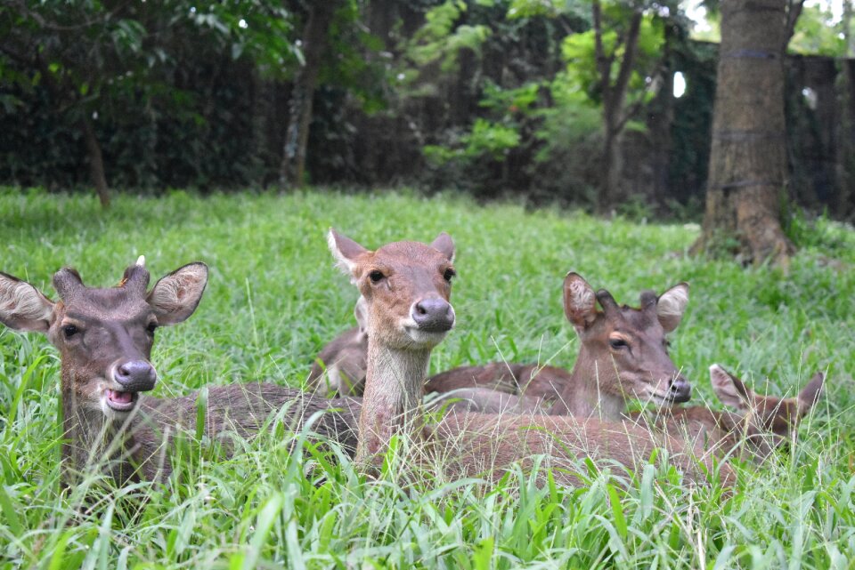 Fauna mammal wildlife