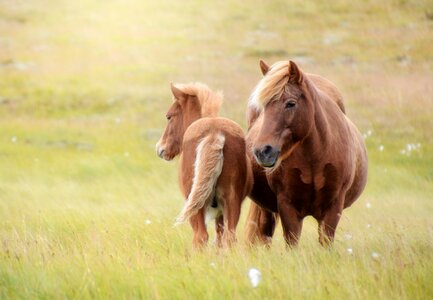 Foal mare iceland photo