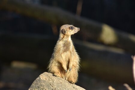 Mammal curious vigilant photo