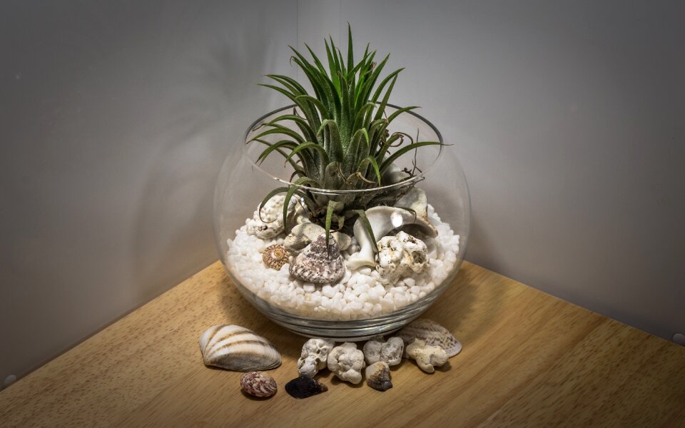 Glass wood container