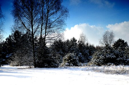 Garden landscape biel photo