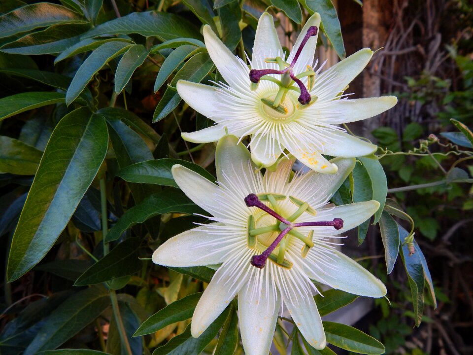 Passionflower passiflora white blossoms