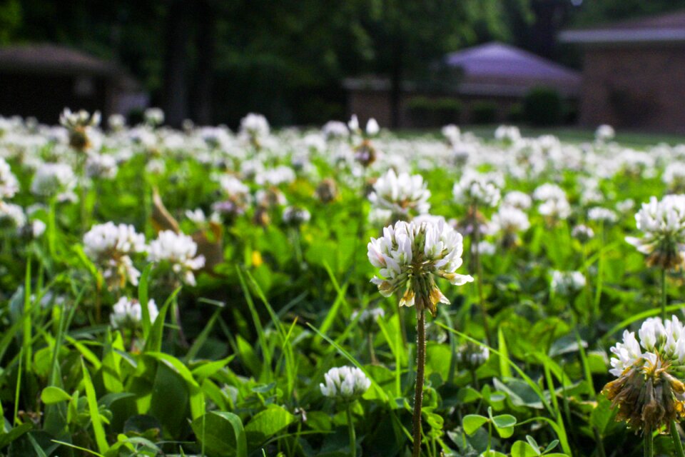 Nature plant weeding