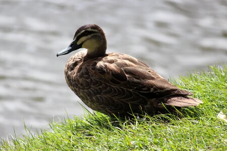 Nature feather pond