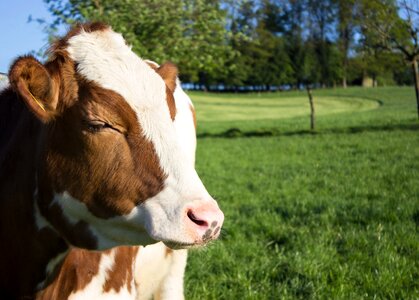 Agriculture animal pasture photo