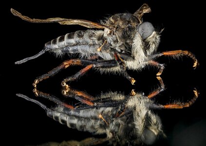 Bug robber fly assassin fly