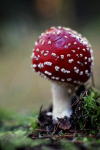 Mushroom toxic fly agaric photo