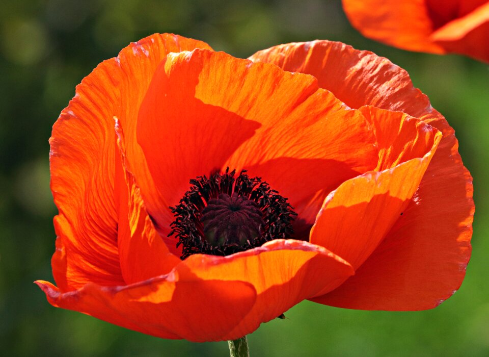 Bloom orange flowers orange blossom photo