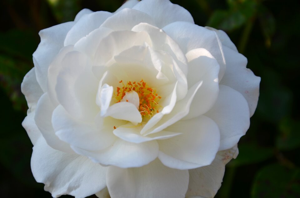 Rose bloom white roses