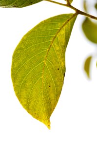 Green leaf leaves plant