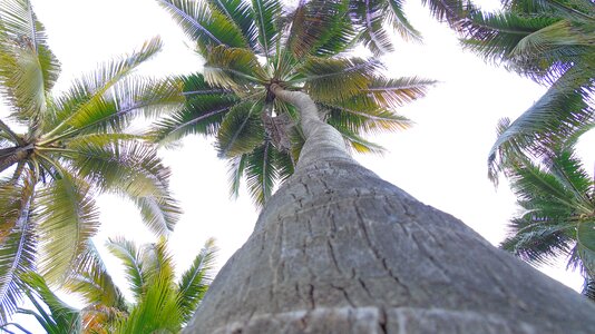 Palm tree tree nature photo