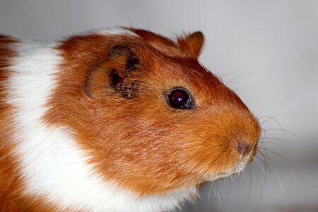 Animals pets home