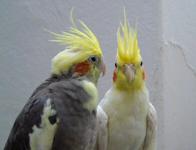 Bird closeup animals