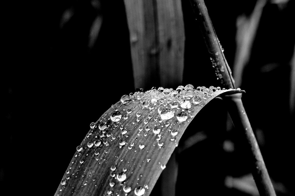 Black and white after the rain leaf
