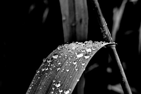 Black and white after the rain leaf photo