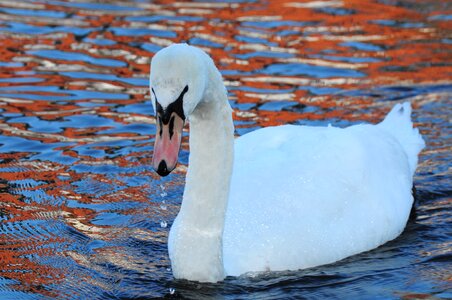 Animal world swan in the water elegant