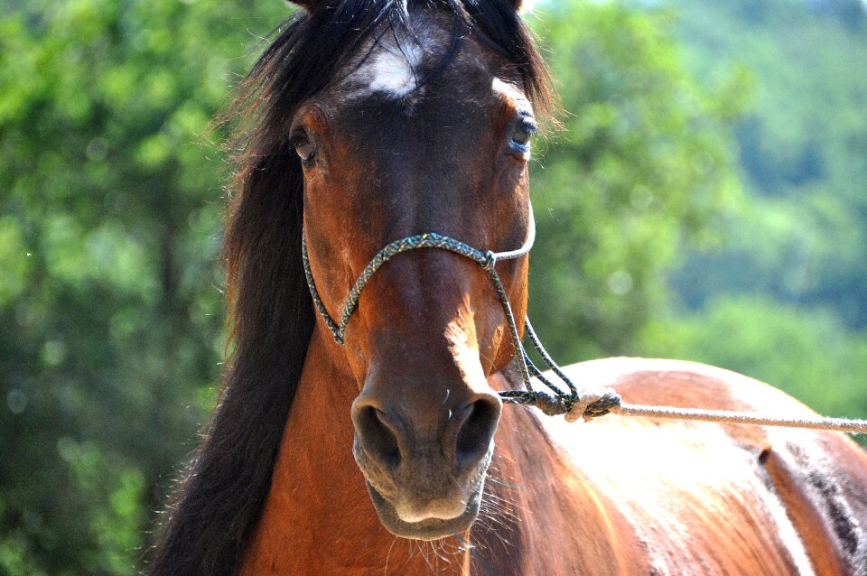 Look animals brown