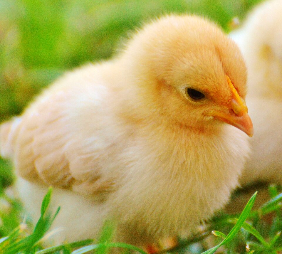 Poultry young animal fluff