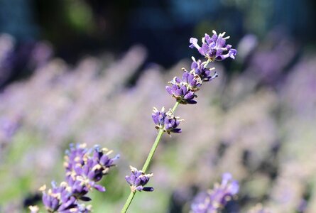 Purple lavender field impression