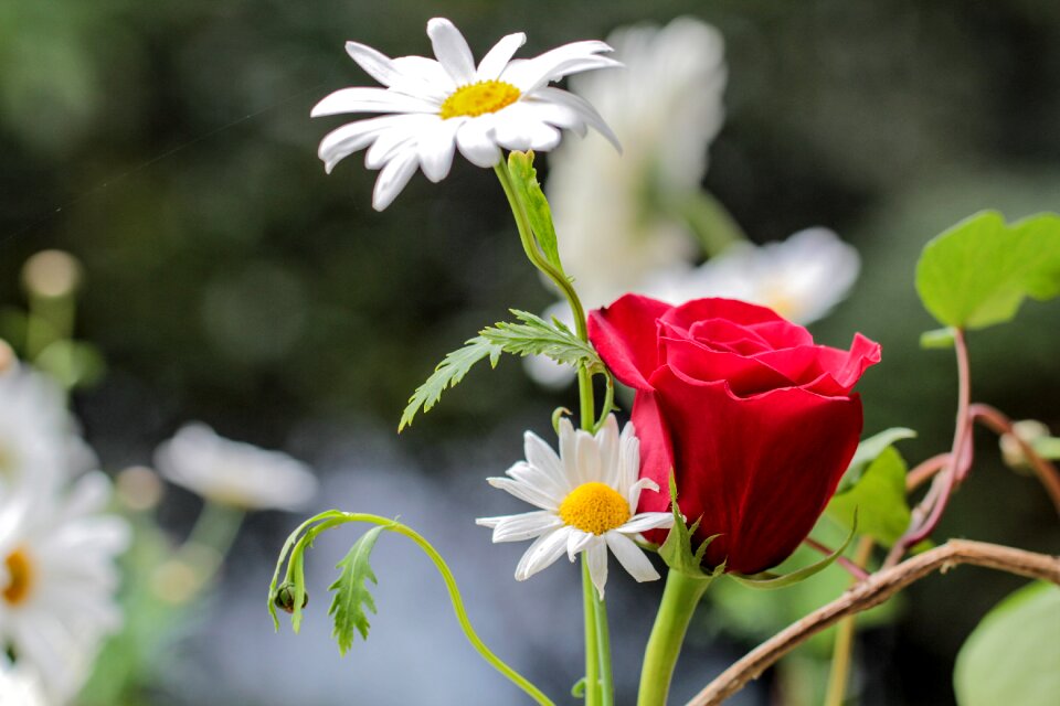 Garden flowers spring