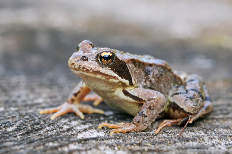 Macro sitting frog amphibian