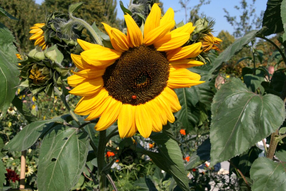 Sunflower nature close up