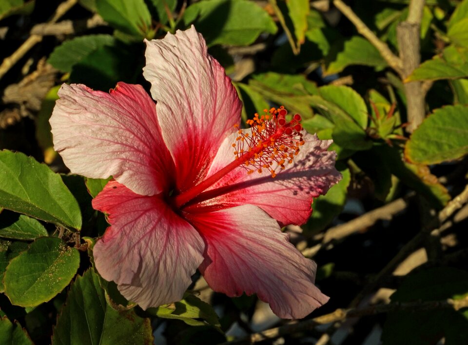 Close up flower blossom