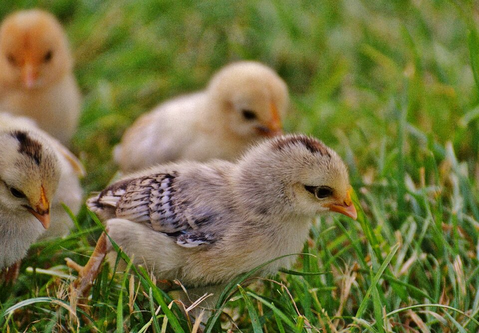 Poultry young animal fluff photo