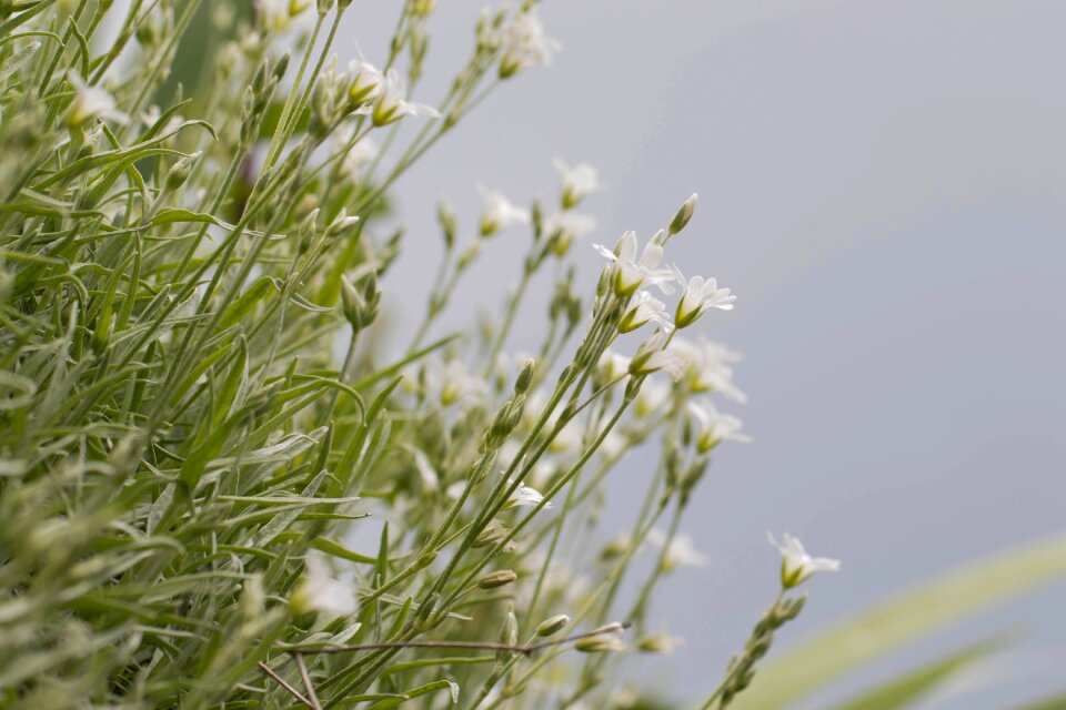 Flowers flower green