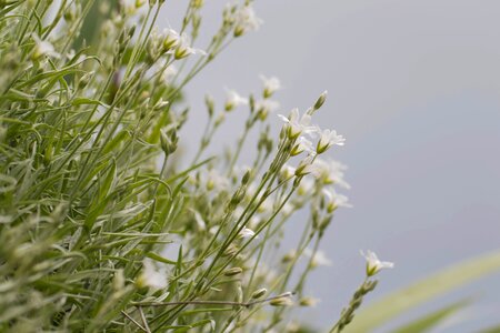 Flowers flower green