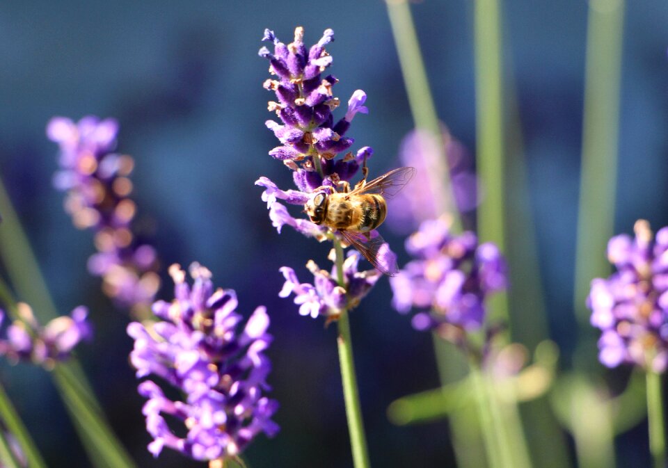 Blooming lavender lavender fragrance purple