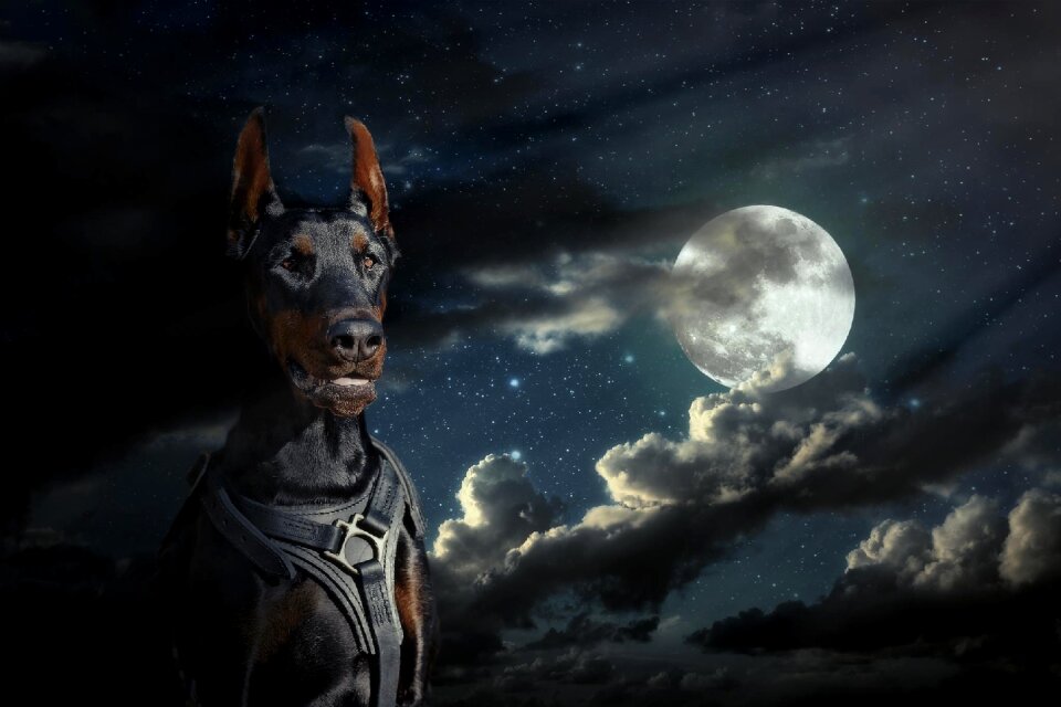 Dog sky at night