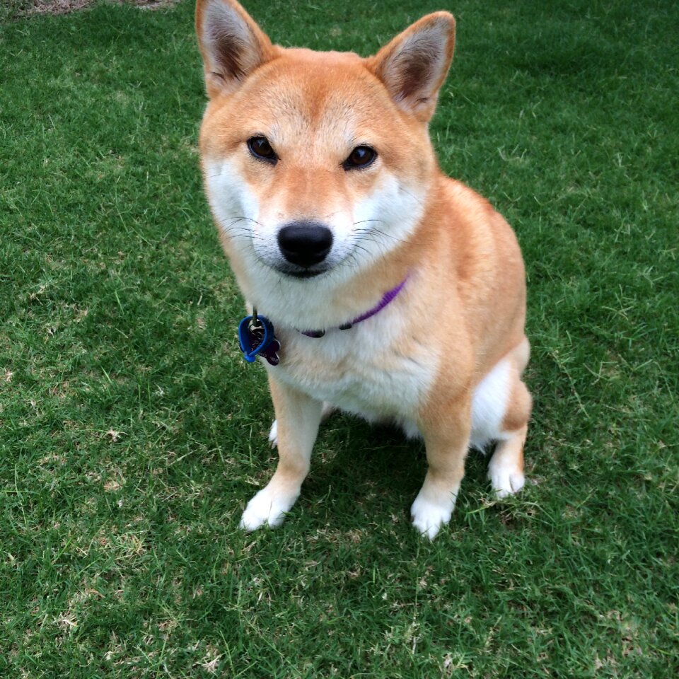 Doge meme spitz breeds japanese