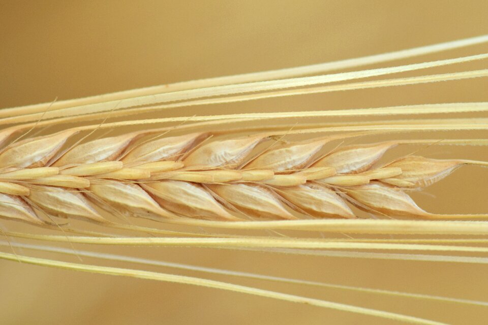 Cereals grain nourishing barley