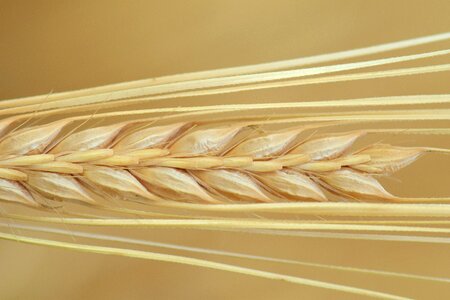 Cereals grain nourishing barley