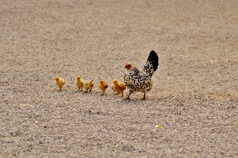 Dam small poultry photo