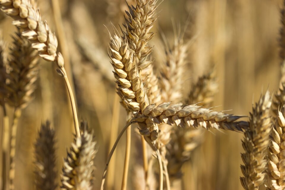 Finnish harvest countryside