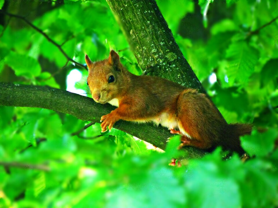 Mammal ruda animal