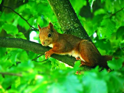 Mammal ruda animal