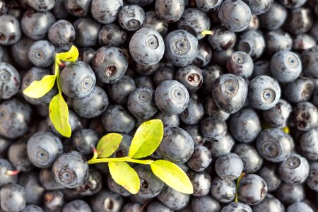 Finnish nature berry picking photo