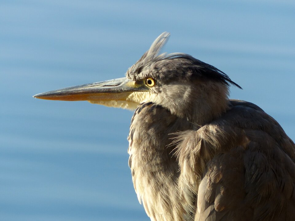 Bill eye plumage