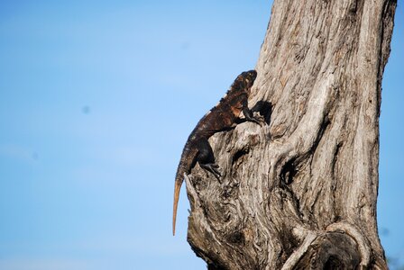 Reptile nature iguana