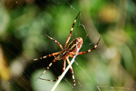 Natural arachnid web