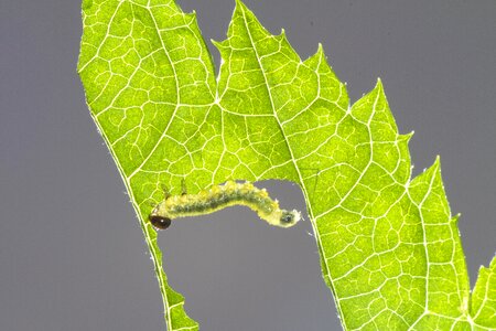 Leaf damage small caterpillar gluttonous