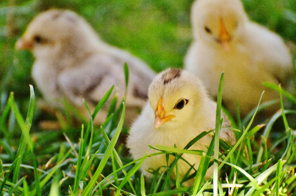 Poultry young animal fluff photo