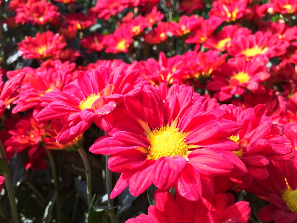 Flowers red pink petals